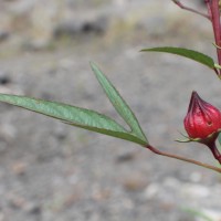 Hibiscus sabdariffa L.